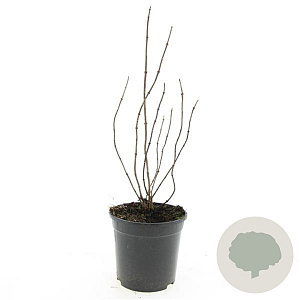 Philadelphus coronarius 60-100 cm wortelgoed 2 jaar vaststaande winter 3 tak