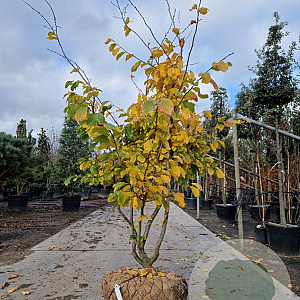 Parrotia persica 'Vanessa' 200-250 cm draadkluit meerstammig 140-160 diameter