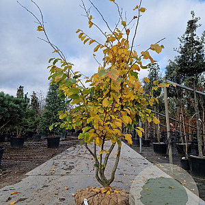 Parrotia persica 'Vanessa' 200-250 cm draadkluit meerstammig 140-160 diameter