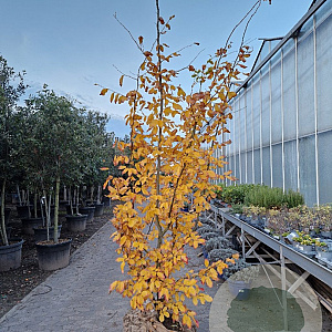 Parrotia persica 'Vanessa' 250-300 cm draadkluit extra