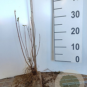Philadelphus 'Lemoinei' 50-80 cm wortelgoed 2 jaar vaststaande winter 3 tak