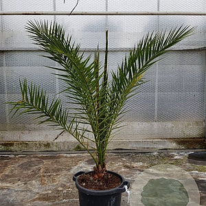 Phoenix canariensis 150-160 cm 20L