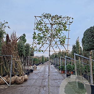 Photinia fraseri 'Red Robin' 170 cm stam container 12-14