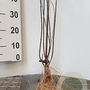 Philadelphus 'Virginal' 40-60 cm wortelgoed 1-jarig bewortelde stekke 2-3 tak