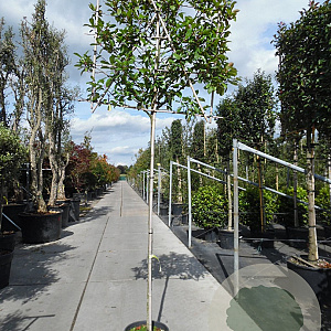Photinia fraseri 'Red Robin' 180 cm stam container 10-12 hoge lei