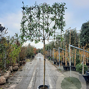 Photinia fraseri 'Red Robin' 180 cm stam container 8-10