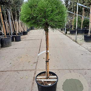 Pinus 'Marie Bregeon' 180 cm stam container 50-60