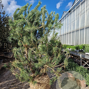 Pinus nigra 200-250 cm draadkluit meerstammig 140-160 diameter