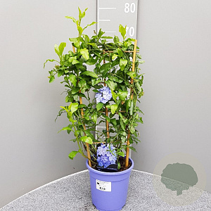 Plumbago auriculata 'Azur' 50-60 cm 3,0L