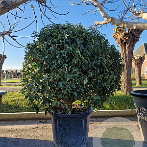 Prunus l. 'Angustifolia' 100-125 cm container bonsai