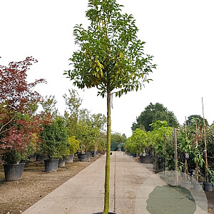 Prunus l. 'Angustifolia' 120 cm stam container 20-25