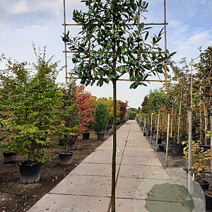 Prunus l. 'Caucasica' 200 cm stam container 14-16 hoge lei