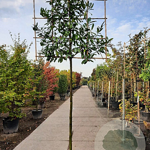Prunus l. 'Caucasica' 200 cm stam container 14-16 lei 150x120