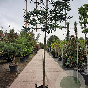 Prunus l. 'Caucasica' 200 cm stam container 16-18 leiboom