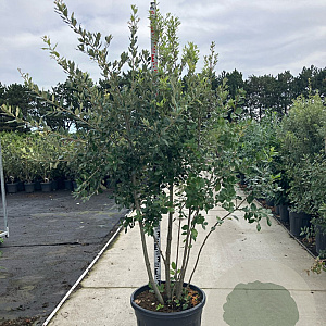 Quercus ilex 175-200 cm cont. 70L meerstammig