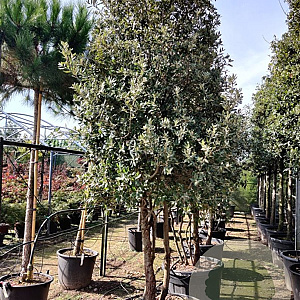 Quercus ilex 250-300 cm container meerstammig 