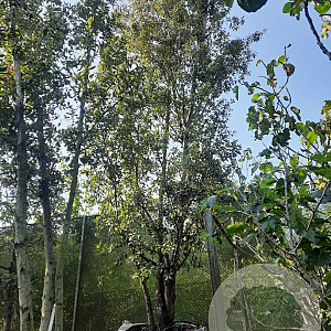 Quercus ilex 600-700 cm container meerstammig