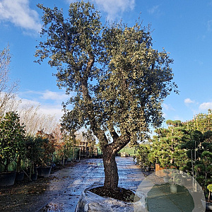 Quercus suber 100 cm stam container 8-10