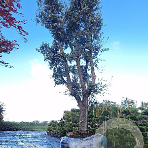 Quercus suber 100 cm stam container 8-10