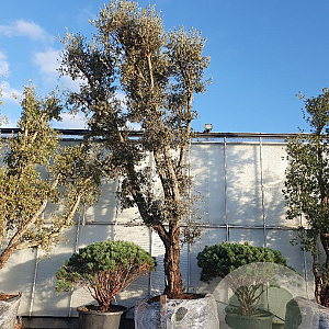 Quercus suber 100 cm stam container 8-10