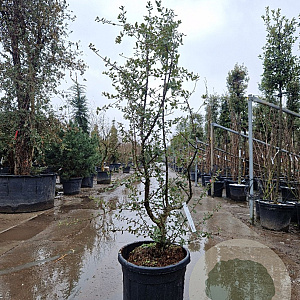 Quercus suber 150-175 cm cont. 70L meerstammig
