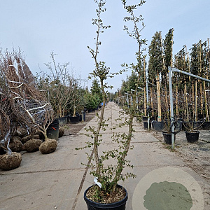 Quercus suber 175-200 cm 45L meerstammig solitair