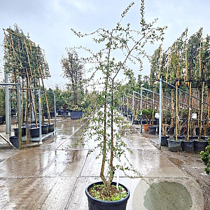 Quercus suber 175-200 cm cont. 70L meerstammig