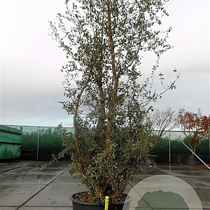 Quercus suber 250-300 cm cont. 90L meerstammig