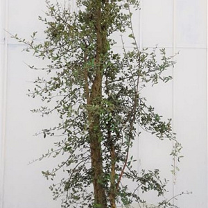 Quercus suber 250-300 cm cont. 90L meerstammig