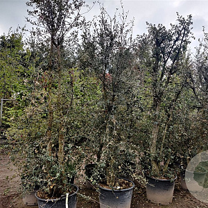 Quercus suber 250-300 cm cont. 90L meerstammig