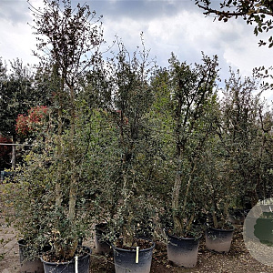 Quercus suber 250-300 cm cont. 90L meerstammig