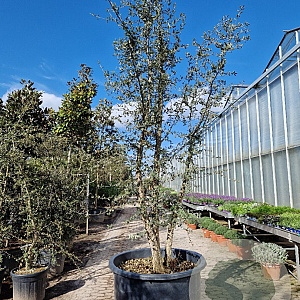 Quercus suber 250-300 cm container meerstammig solitair