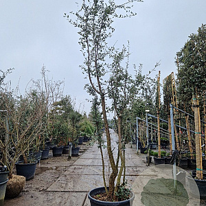 Quercus suber 300-350 cm cont. 130L meerstammig
