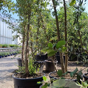 Quercus suber 300-350 cm cont. 130L meerstammig