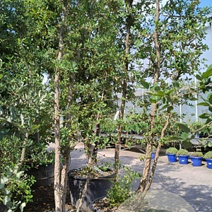 Quercus suber 300-350 cm cont. 130L meerstammig
