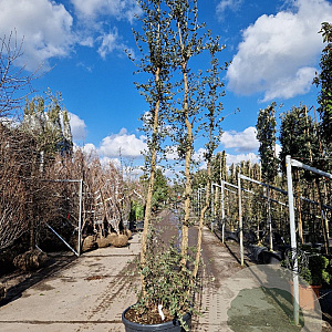 Quercus suber 300-350 cm cont. 130L meerstammig
