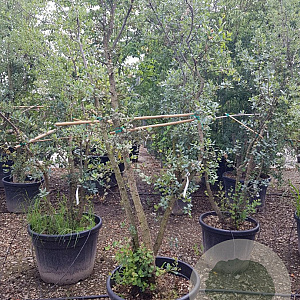 Quercus suber 300-350 cm cont. 200L meerstammig