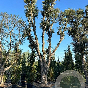 Quercus suber GM container