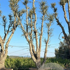 Quercus suber GM container