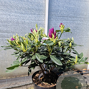Rhododendron 'Lee's Dark Purple' 70-80 cm 10L