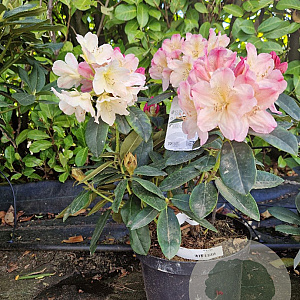 Rhododendron (Y) 'Percy Wiseman' 30-40 cm 5,0L