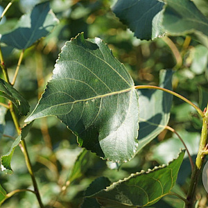 Populus nigra 'Italica' 80-120 cm wortelgoed 1-jarig bewortelde winter