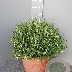 Rosmarinus officinalis GM 45L