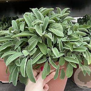 Salvia officinalis GM C5