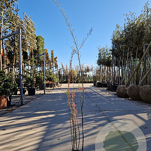 Tamarix gallica 80-100 cm 3,0L
