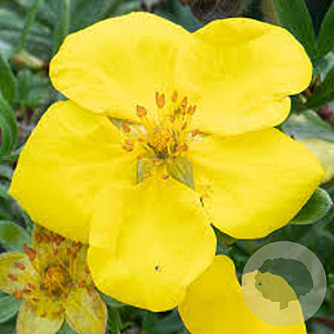 Potentilla f. 'Goldstar' 25-40 cm wortelgoed 0/1 2-3 tak