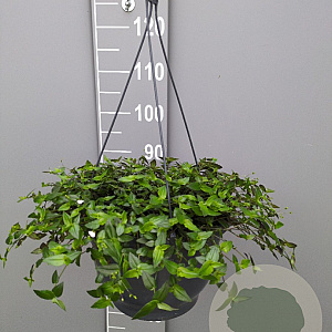 Tradescantia fluminensis GM C6L