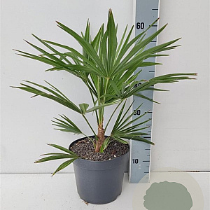 Trachycarpus fortunei 50-60 cm 5,0L