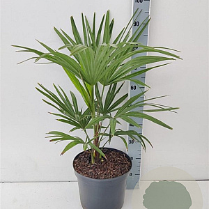 Trachycarpus fortunei 80-100 cm 10L