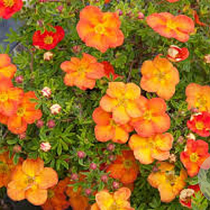 Potentilla f. 'Red Ace' 25-40 cm wortelgoed 0/1 2-3 tak